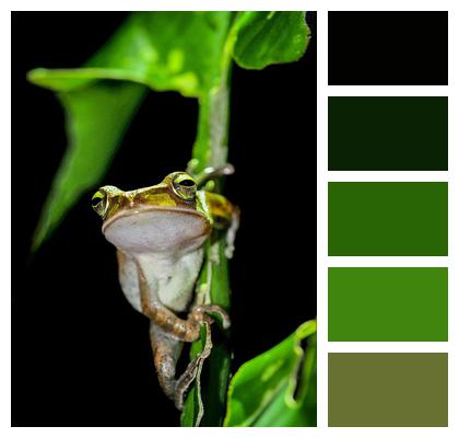 Tree Frog Frog Night Image